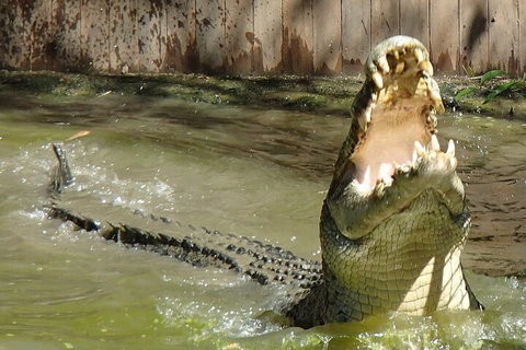 Hartley's Crocodile Adventures Day Trip From Palm Cove - Yamba Accommodation 3