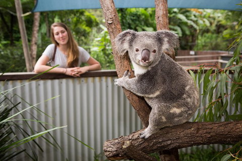 Hartley's Crocodile Adventures Day Trip From Palm Cove - Yamba Accommodation 5