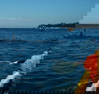 Mornington Peninsula Kayak Coastline Tour of Dolphin Sanctuary - Yamba Accommodation