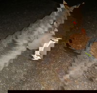 Private Tour to Paronella Park Historic Village Herberton and wild life Wallaby - Yamba Accommodation