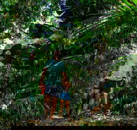 Full Day Daintree Rainforest and Mossman Gorge Tour - Yamba Accommodation