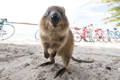 Rottnest Island Round-Trip Ferry From Perth Or Fremantle - Yamba Accommodation 3