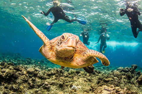 Great Barrier Reef Diving And Snorkeling Cruise From Cairns - Yamba Accommodation 3