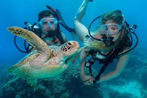 Great Barrier Reef Diving And Snorkeling Cruise From Cairns - Yamba Accommodation 4