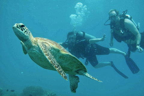 Ocean Freedom Great Barrier Reef Personal Luxury Snorkel & Dive Cruise, Cairns - Yamba Accommodation 4