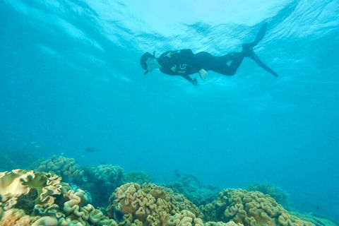 Ocean Freedom Great Barrier Reef Personal Luxury Snorkel & Dive Cruise, Cairns - Yamba Accommodation 5
