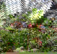 Australian Butterfly Sanctuary - Yamba Accommodation