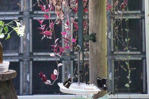 Australian Butterfly Sanctuary- Virtual Interactive Tour With Private Guide - Yamba Accommodation 1