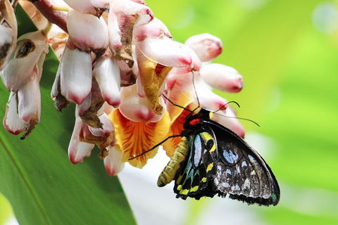 Australian Butterfly Sanctuary- Virtual Interactive Tour With Private Guide - Yamba Accommodation 5