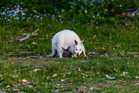 Bruny Island Traveller - Gourmet Tasting And Sightseeing Day Trip From Hobart - Yamba Accommodation 3