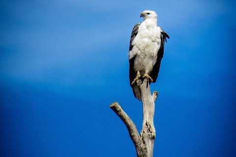 Kangaroo Island 75-Minute Ocean Safari - Yamba Accommodation 0