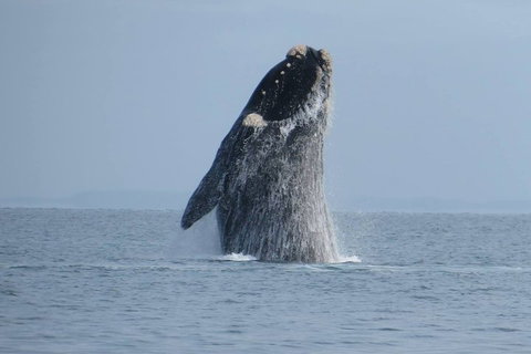 Kangaroo Island 75-Minute Ocean Safari - Yamba Accommodation 2