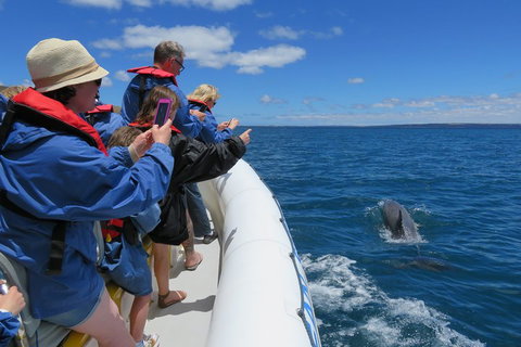 Kangaroo Island 75-Minute Ocean Safari - Yamba Accommodation 3