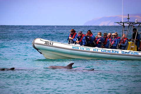 Kangaroo Island 75-Minute Ocean Safari - Yamba Accommodation 4