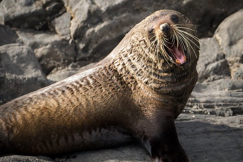 Kangaroo Island 75-Minute Ocean Safari - Yamba Accommodation 5