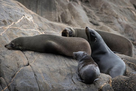 Kangaroo Island Ocean Safari - Snorkeling Safari - Yamba Accommodation 0