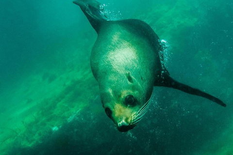 Kangaroo Island Ocean Safari - Snorkeling Safari - Yamba Accommodation 1