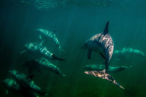 Kangaroo Island Ocean Safari - Snorkeling Safari - Yamba Accommodation 2