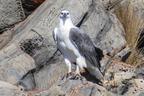 Kangaroo Island Ocean Safari - Snorkeling Safari - Yamba Accommodation 4