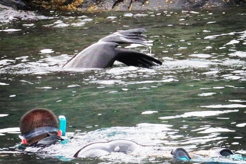 Kangaroo Island Ocean Safari - Snorkeling Safari - Yamba Accommodation 5