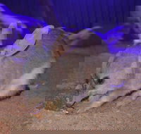 Kuranda Wildlife Experience Three Attraction Pass - Yamba Accommodation