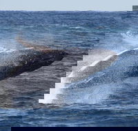 Whale Watching by Sea World Cruises - Yamba Accommodation