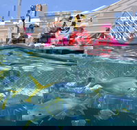 Outer Reef Pontoon Experience from Cairns - Yamba Accommodation