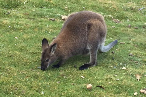 Cradle Mountain Day Tour From Launceston Including Lunch - Yamba Accommodation 5