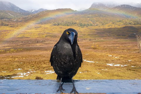 Cradle Mountain Park Explorer Guided Tour - Yamba Accommodation 2