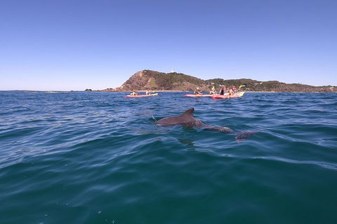 Kayaking With Dolphins In Byron Bay Guided Tour - Yamba Accommodation 5