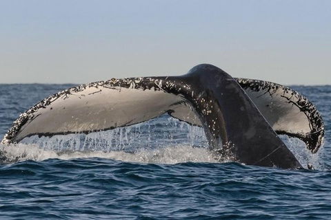 Sydney Whale-Watching Cruise Including Lunch Or Breakfast - Yamba Accommodation 0