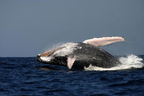 Sydney Whale-Watching Cruise Including Lunch Or Breakfast - Yamba Accommodation 1