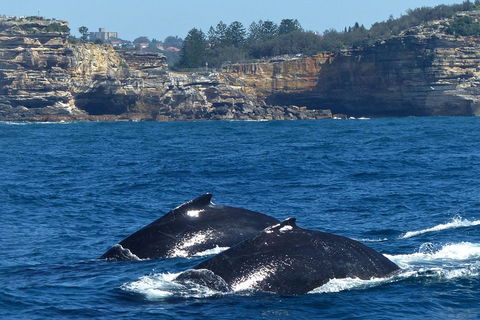 Sydney Whale-Watching Cruise Including Lunch Or Breakfast - Yamba Accommodation 2