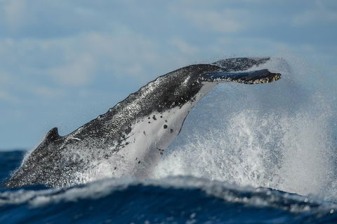 Sydney Whale-Watching Cruise Including Lunch Or Breakfast - Yamba Accommodation 4