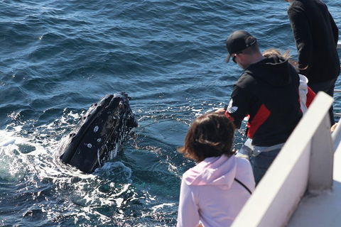 Sydney Whale-Watching Cruise Including Lunch Or Breakfast - Yamba Accommodation 5