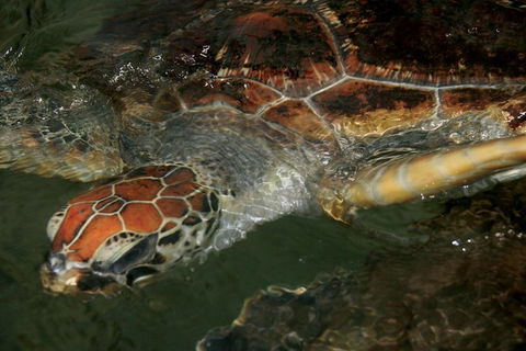 Cape Leveque 4WD Tour From Broome With Optional Return Flight - Yamba Accommodation 2