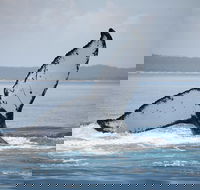 Hervey Bay Whale Watching Cruise - Yamba Accommodation