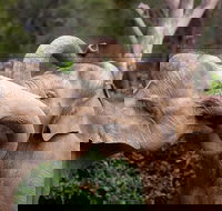 Melbourne Zoo General Entry Ticket - Yamba Accommodation