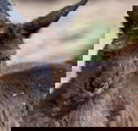 Australian Wildlife Tour at Melbourne Zoo Ticket - Yamba Accommodation