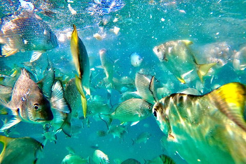 Moreton Island Day Trip (Kayak, Snorkel & Sandboard) Frm Brisbane Or Gold Coast - Yamba Accommodation 1