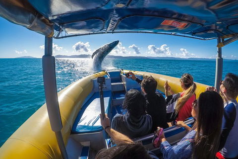 Ocean Rafting Tour To Whitehaven Beach, Hill Inlet Lookout & Top Snorkel Spots - Yamba Accommodation 4