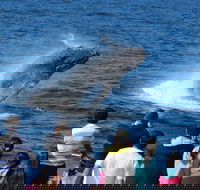 Tangalooma Island Resort Whale Watching Day Cruise - Yamba Accommodation