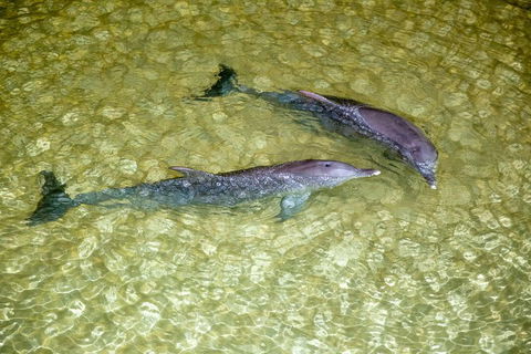 Tangalooma Island Resort Whale Watching Day Cruise With Dolphin Viewing - Yamba Accommodation 0