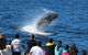 Tangalooma Island Resort Whale Watching Day Cruise With Dolphin Viewing - thumb 1