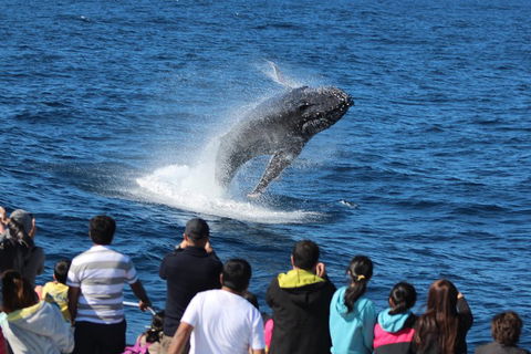 Tangalooma Island Resort Whale Watching Day Cruise With Dolphin Viewing - Yamba Accommodation 1
