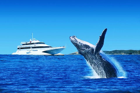 Tangalooma Island Resort Whale Watching Day Cruise With Dolphin Viewing - Yamba Accommodation 2
