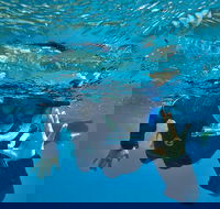 3 Day Whitsundays Sailing and Diving Adventure Kiana - Yamba Accommodation