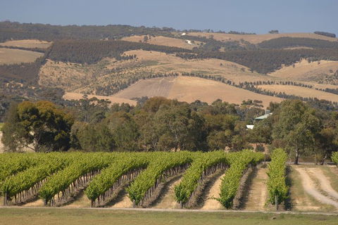 McLaren Vale And Glenelg Wine Tasting And Sightseeing (Half-day Afternoon) - Yamba Accommodation 2
