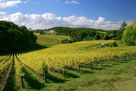 McLaren Vale And Glenelg Wine Tasting And Sightseeing (Half-day Afternoon) - Yamba Accommodation 4