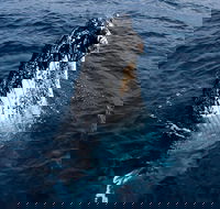 Phillip Island Whale Watching Tour